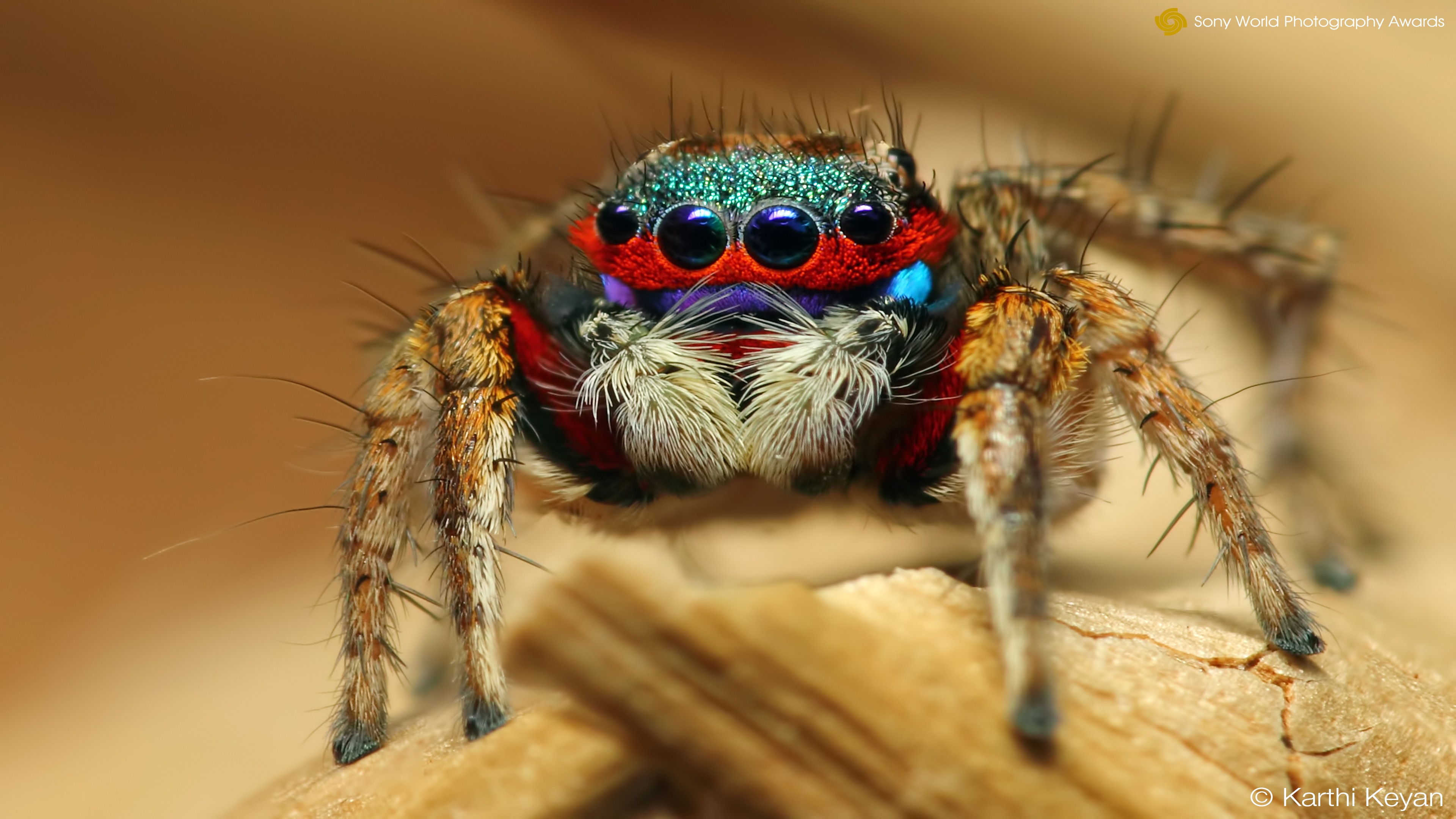 a picture of an animal